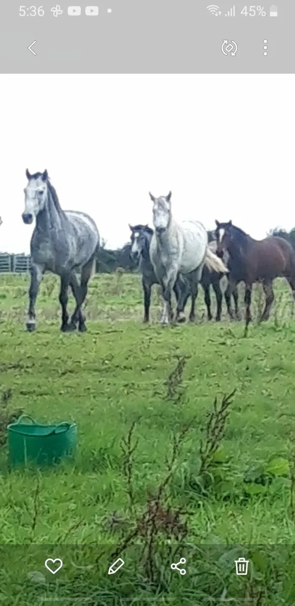 Connemaras for sale - Image 1