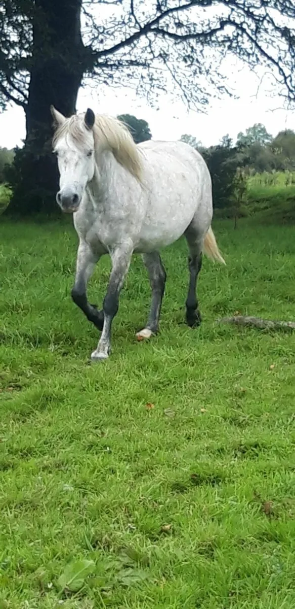 Connemaras for sale - Image 2