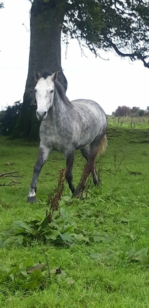 Connemaras for sale - Image 3