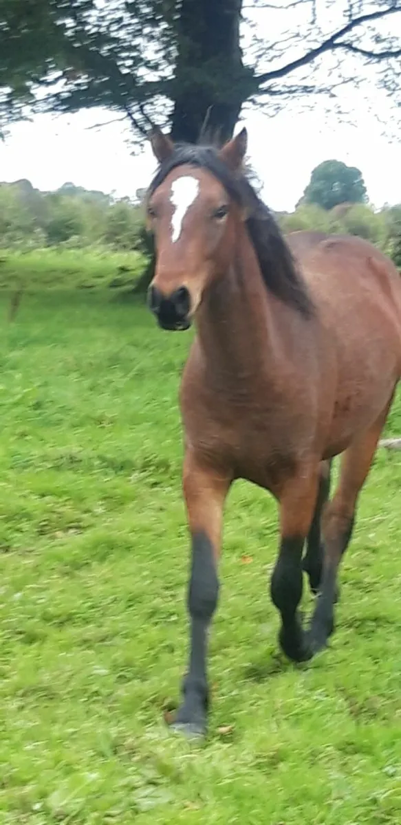 Connemaras for sale - Image 4