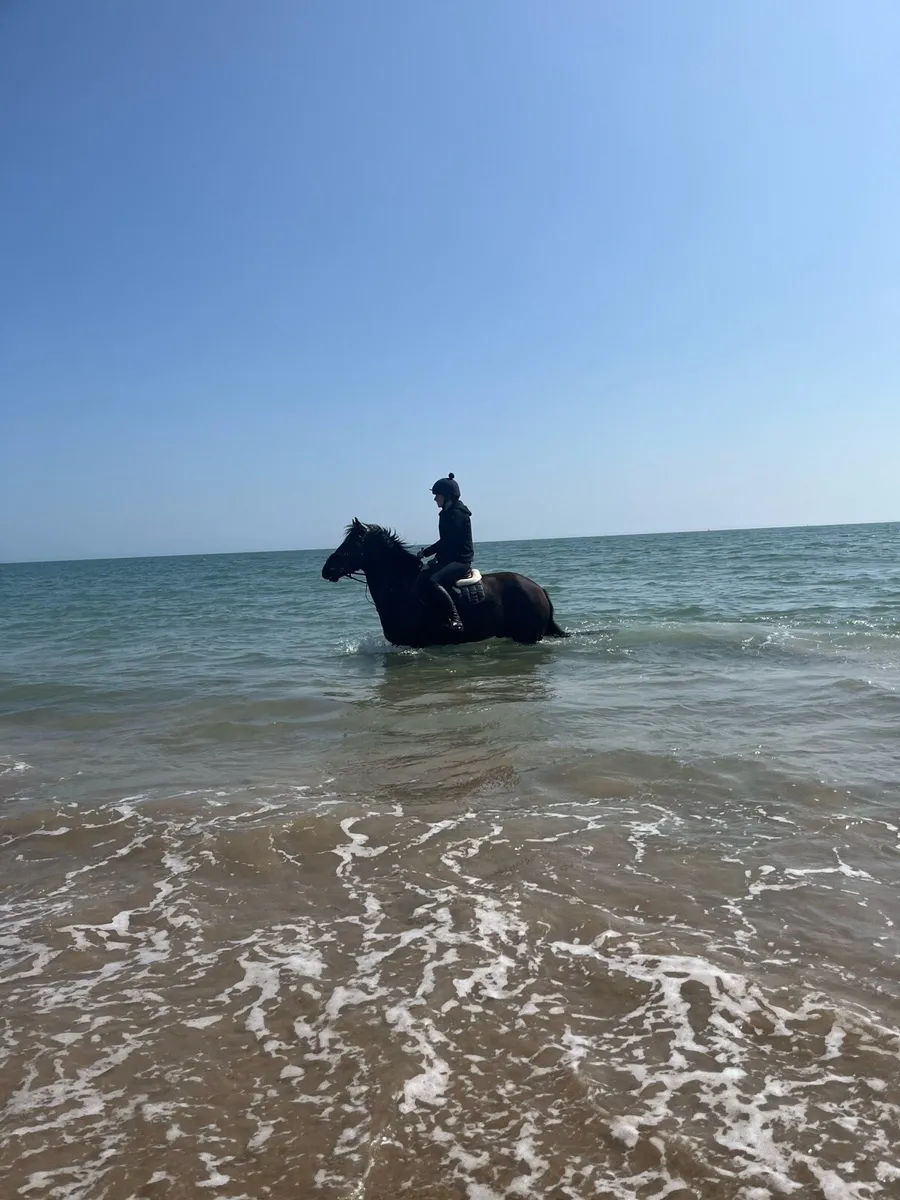 143 5yr old gelding - Image 1