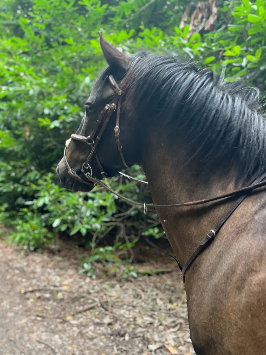 143 5yr old gelding - Image 2