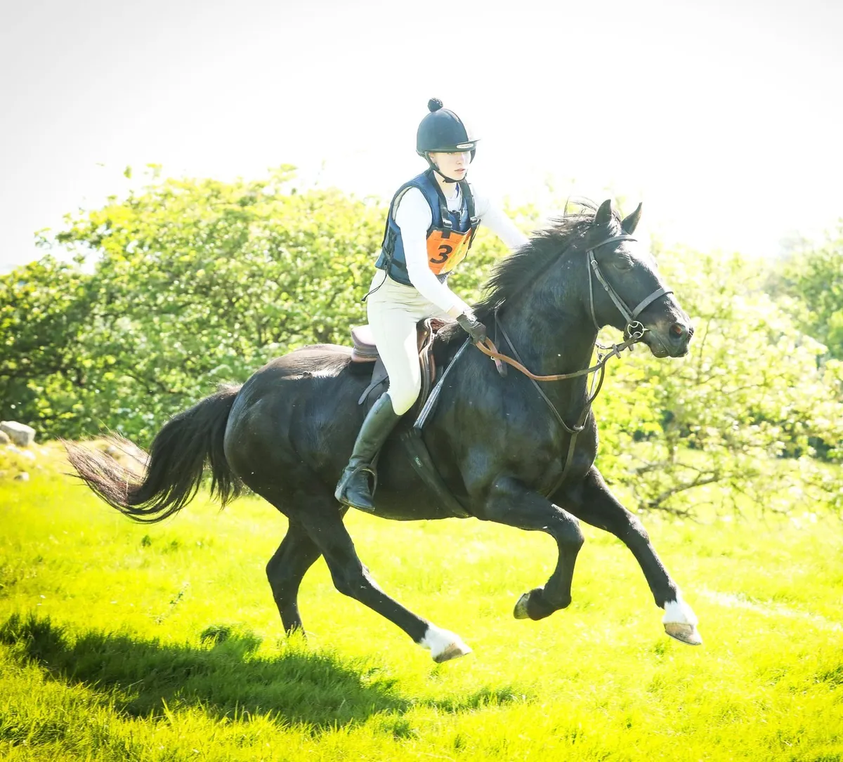 143 5yr old gelding - Image 3