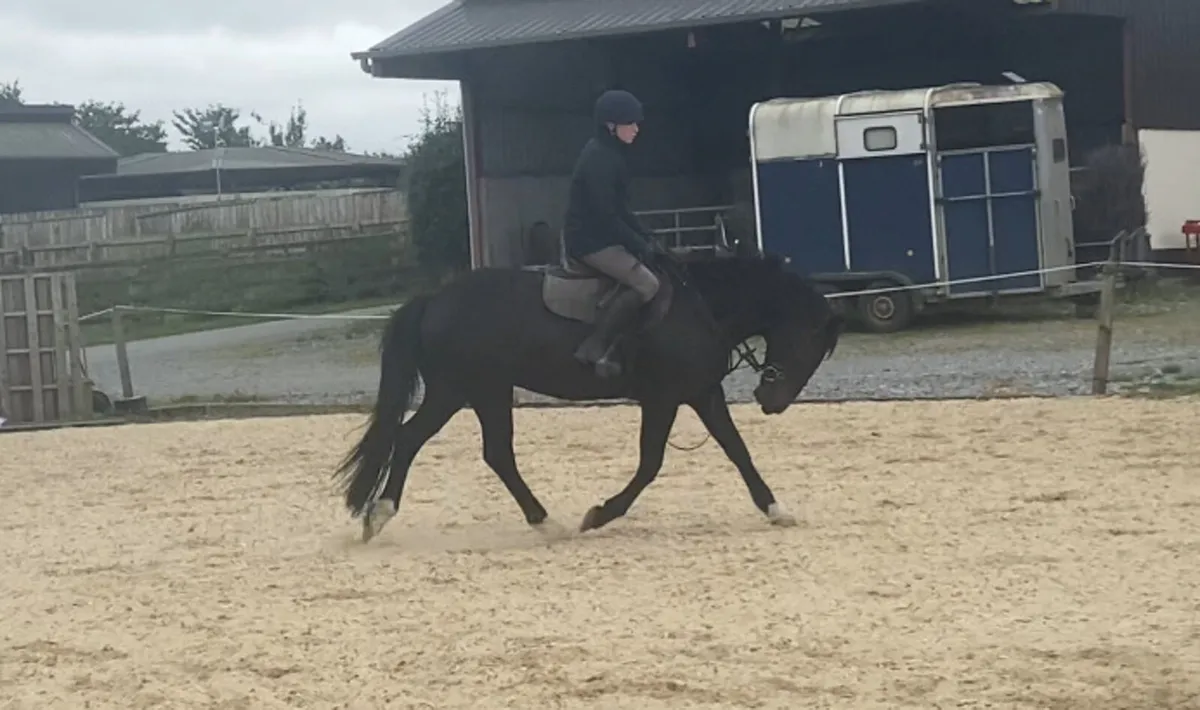 143 5yr old gelding - Image 4