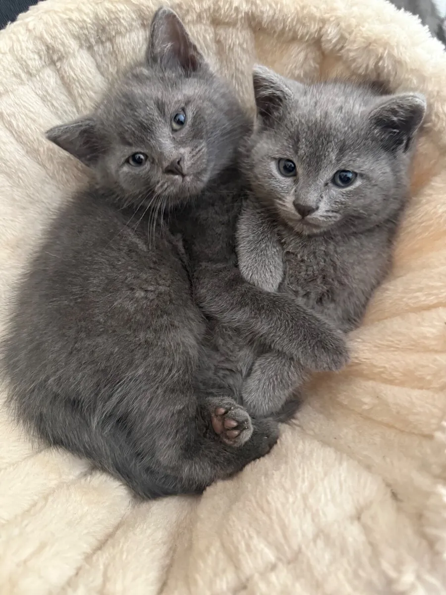 British Shorhair Blue kittens - Image 2