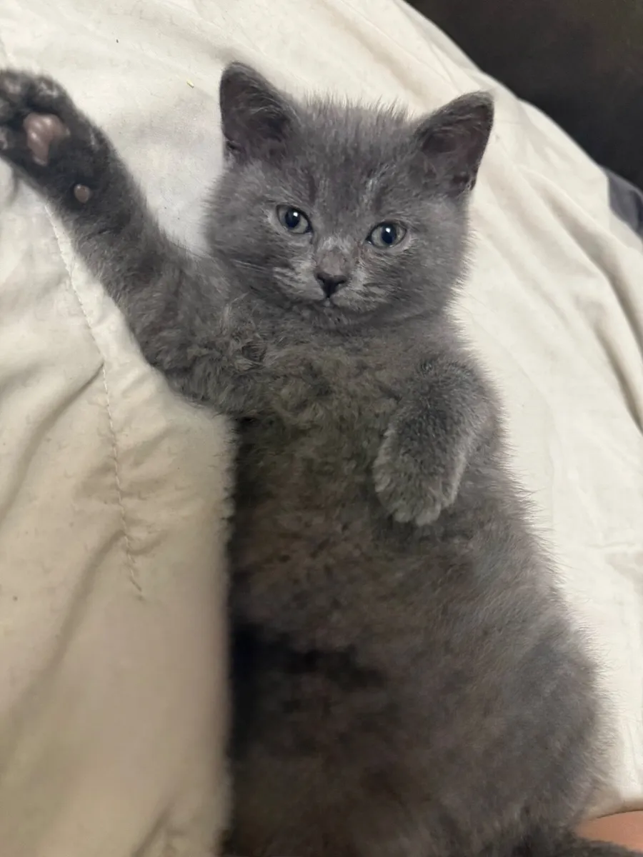 British Shorhair Blue kittens - Image 4