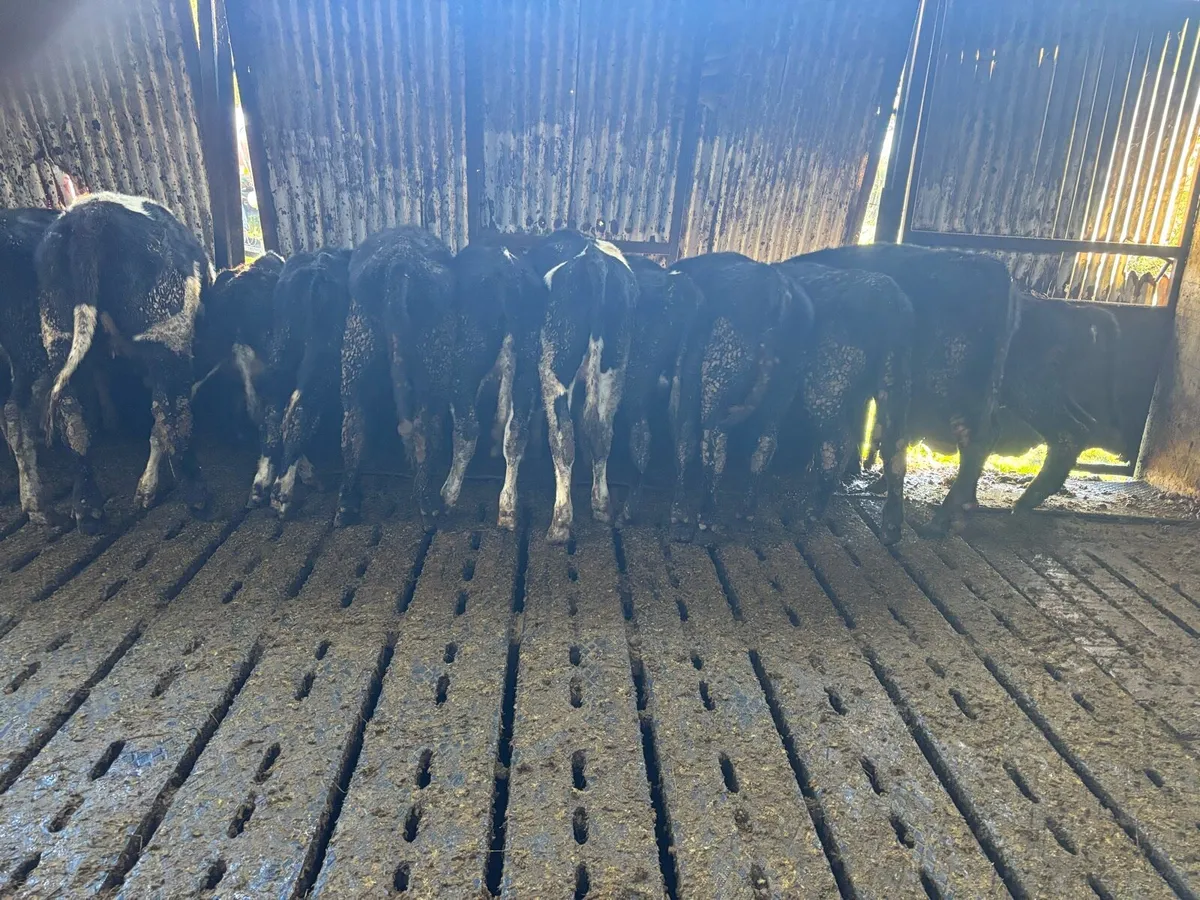 60  AA  hr and fr Weanlings - Image 1