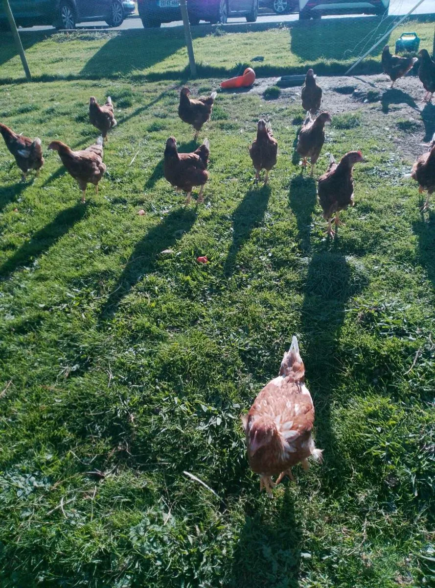 Hens - Image 2