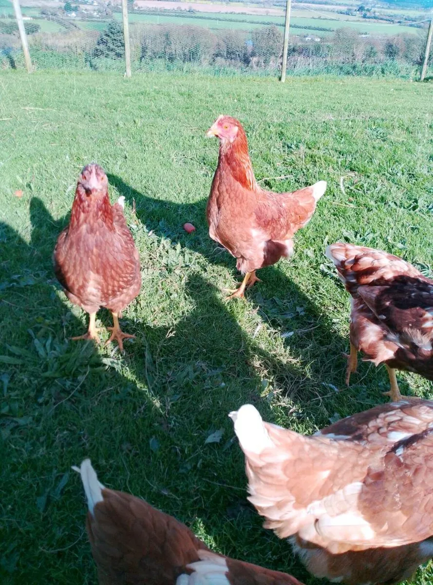 Hens - Image 1