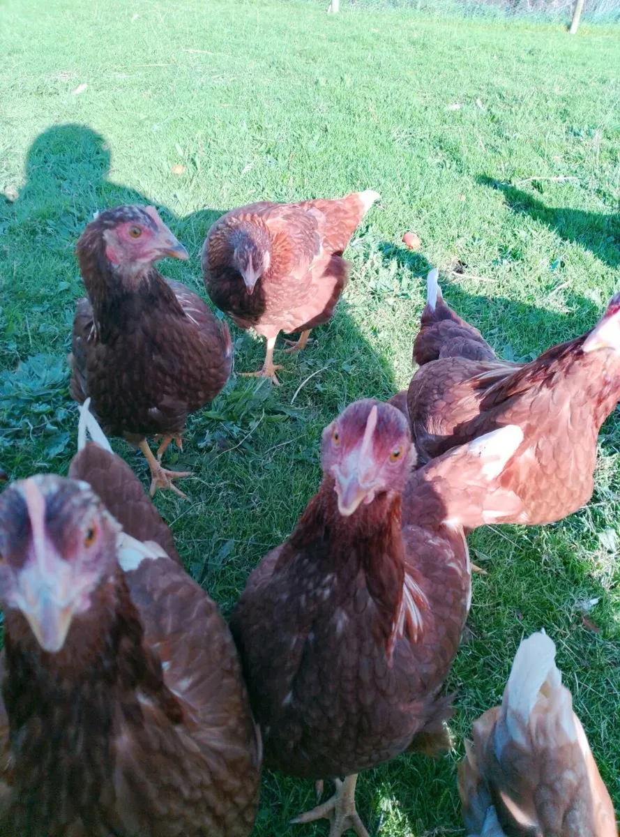 Hens - Image 3
