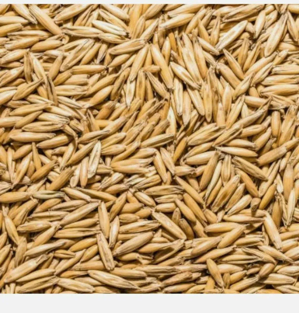 Wanted Oats - Image 2