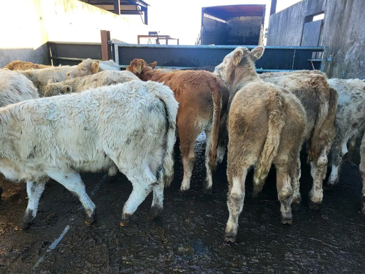 16 heifers - Image 1
