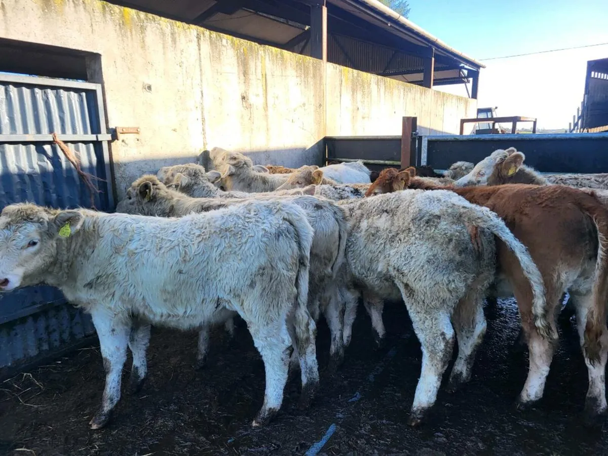 16 heifers - Image 2