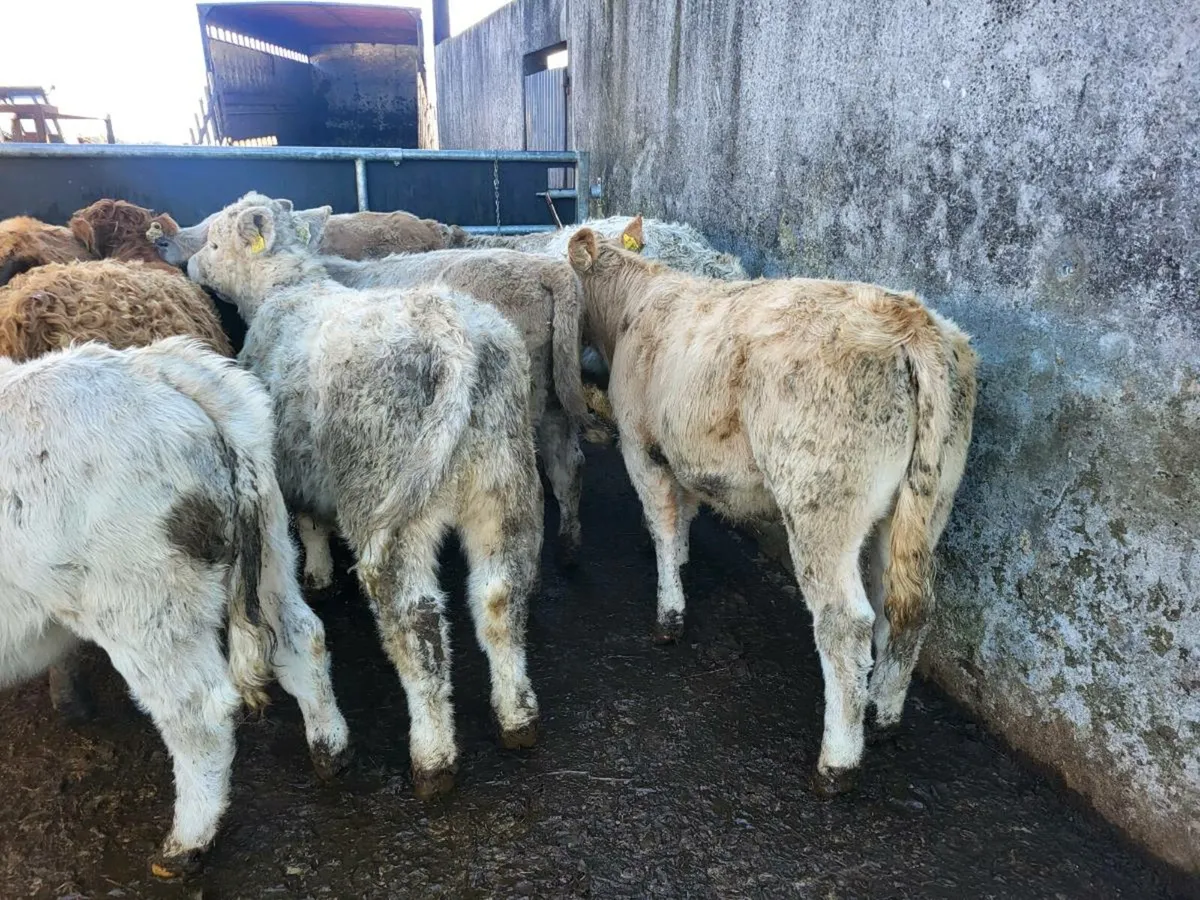 16 heifers - Image 3