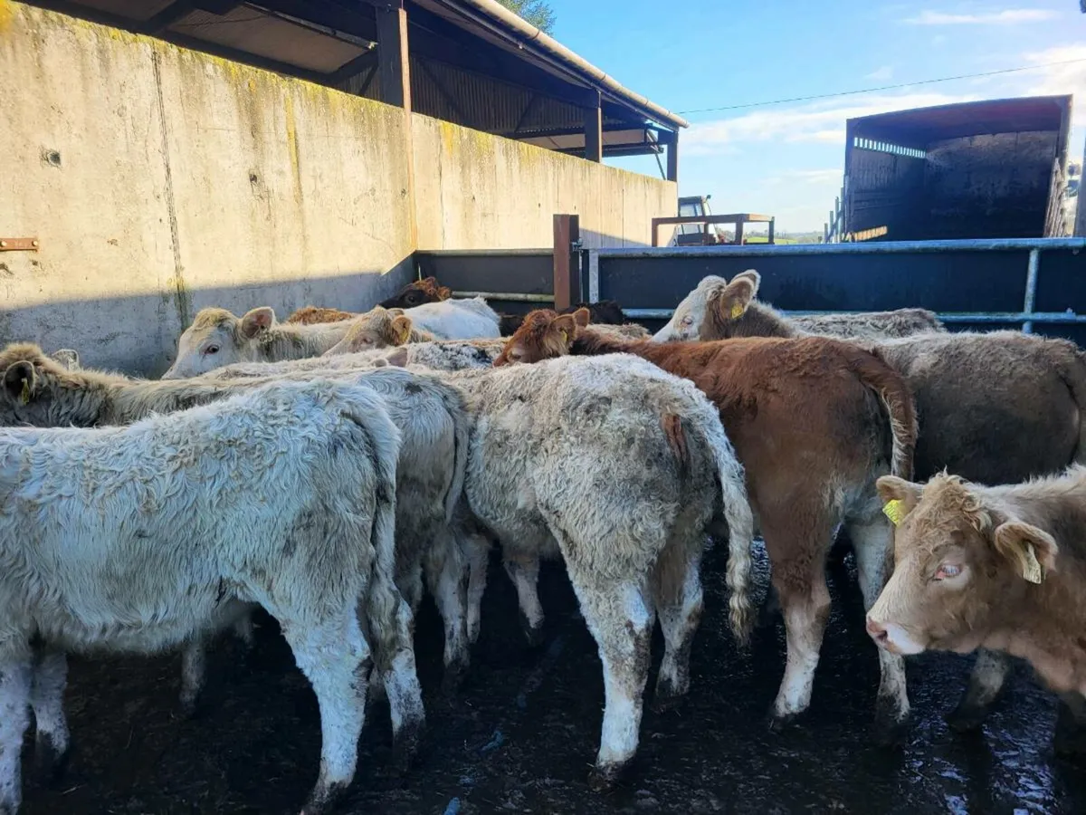 16 heifers - Image 4