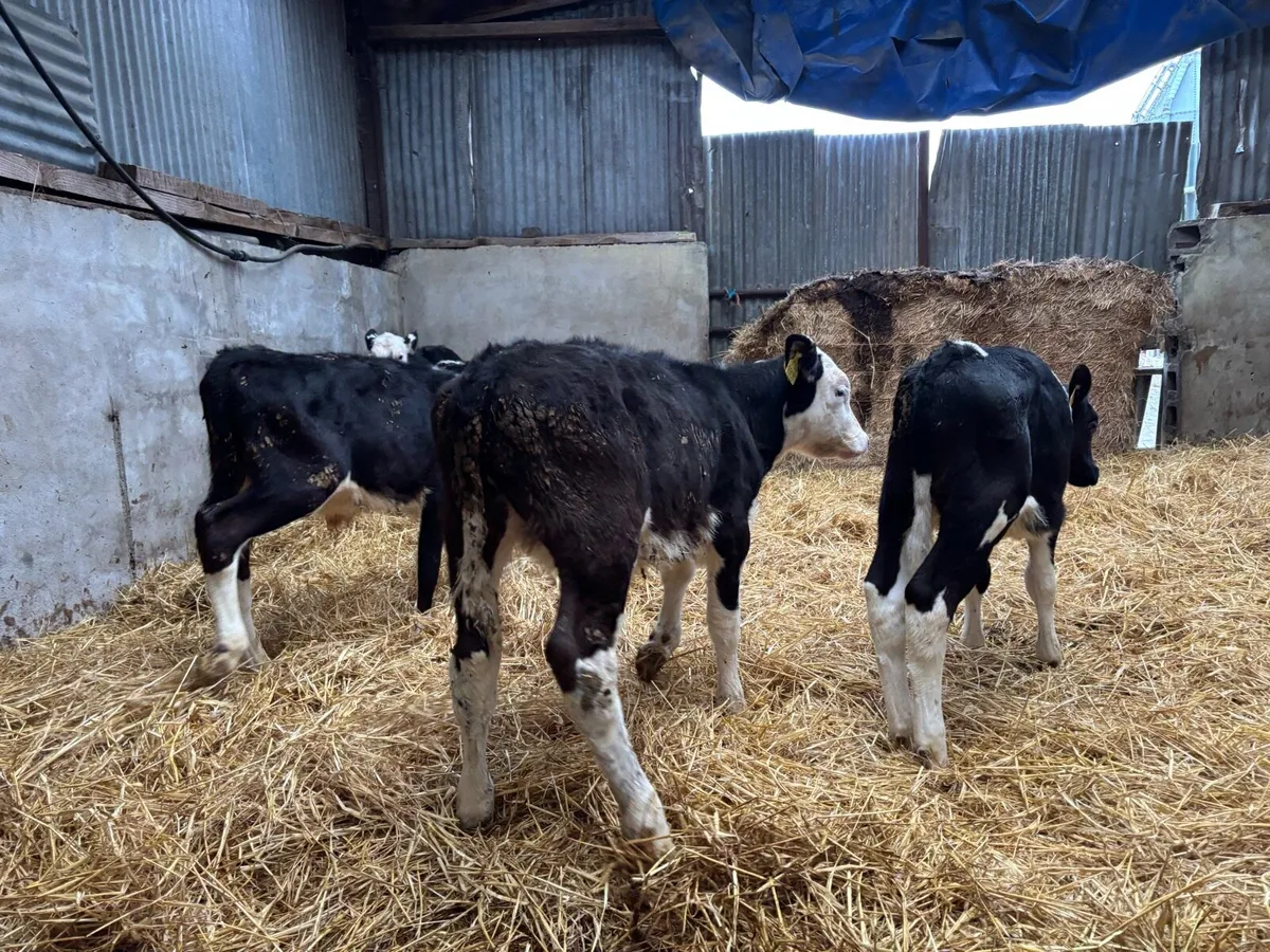 60  AA  hr and fr Weanlings - Image 2