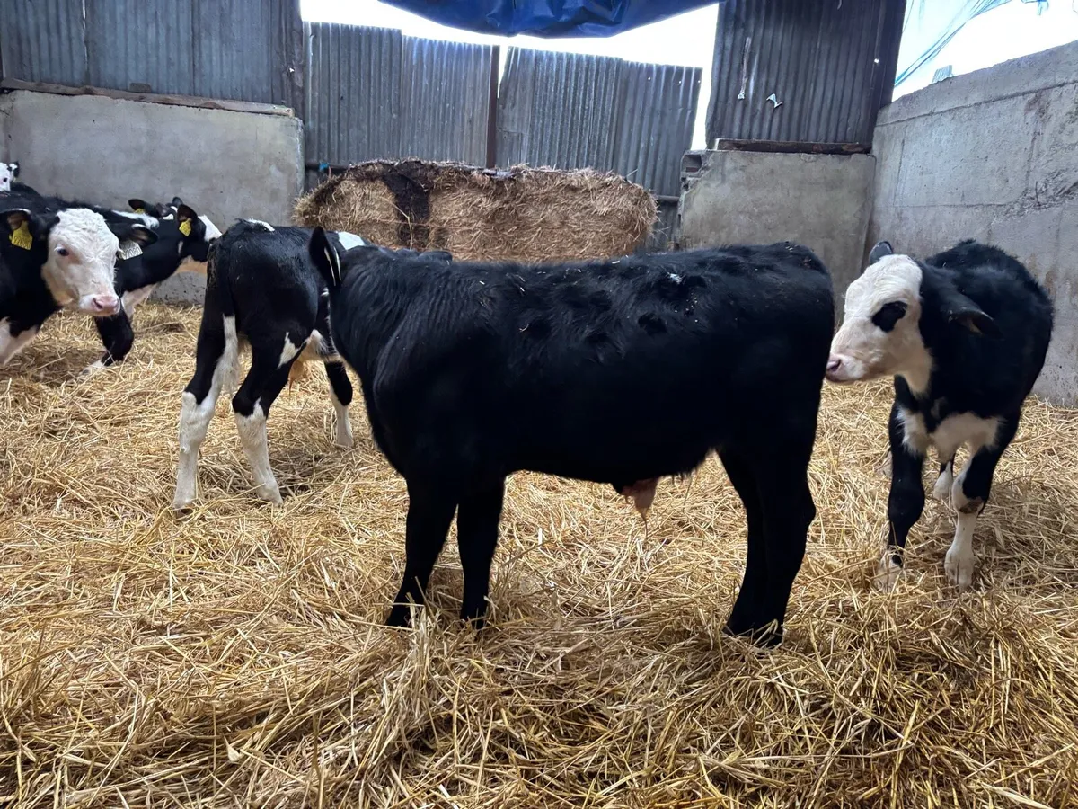 60  AA  hr and fr Weanlings - Image 3