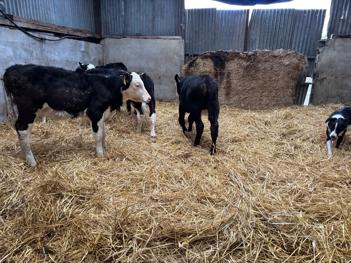 60  AA  hr and fr Weanlings - Image 4