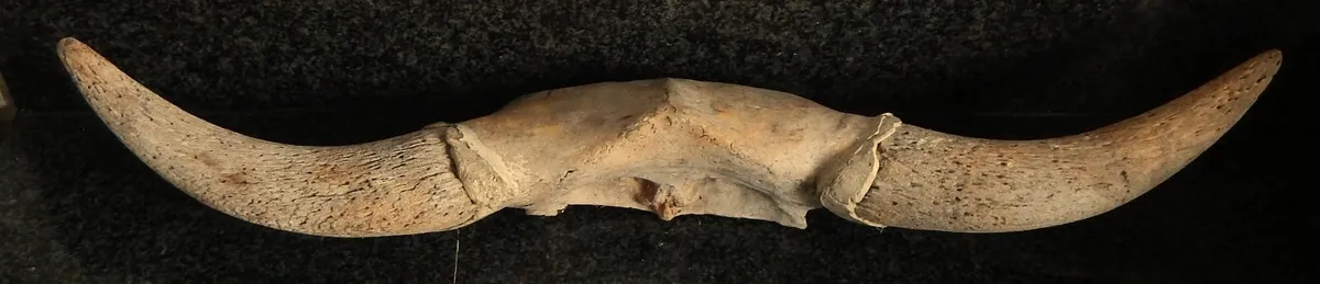 Set of Vintage Bovine Horns, Possibly Bison - Image 1