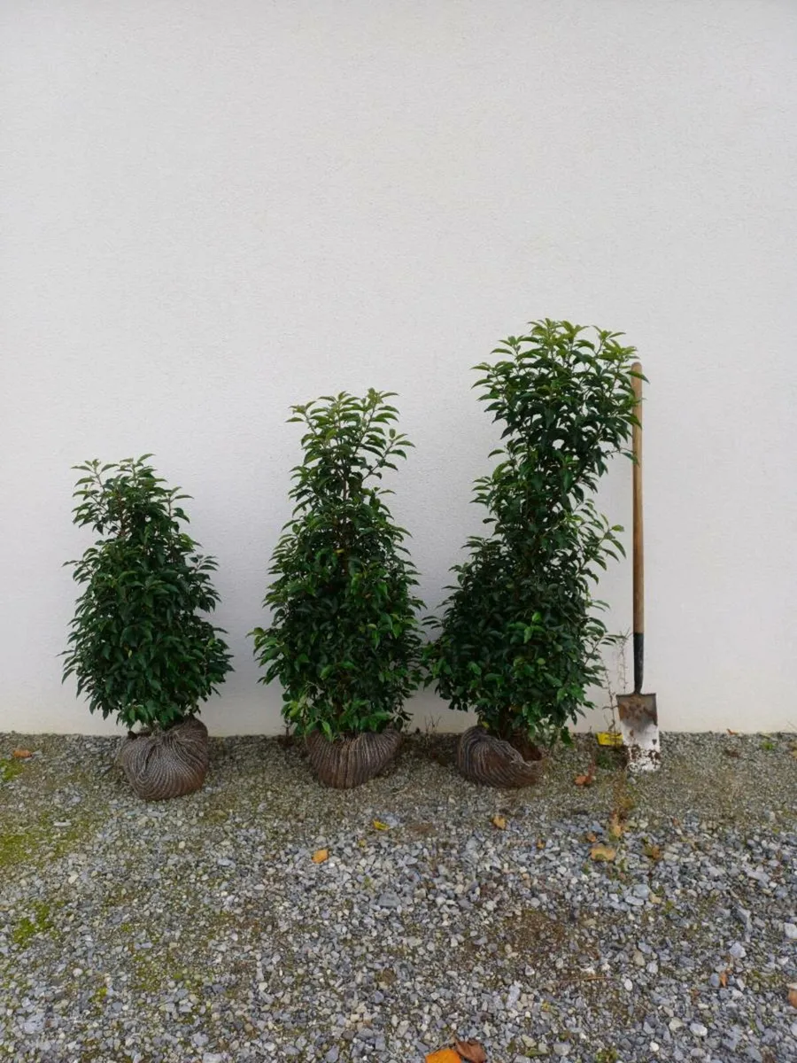 Hedging - Image 1