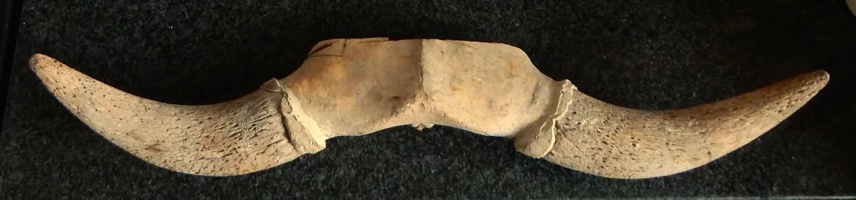 Set of Vintage Bovine Horns, Possibly Bison - Image 2