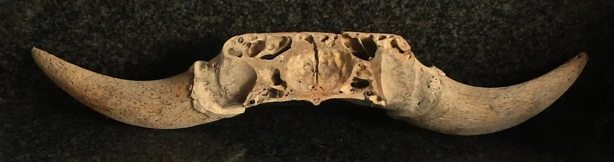 Set of Vintage Bovine Horns, Possibly Bison - Image 3