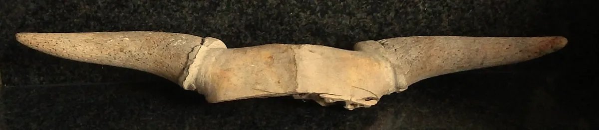 Set of Vintage Bovine Horns, Possibly Bison - Image 4