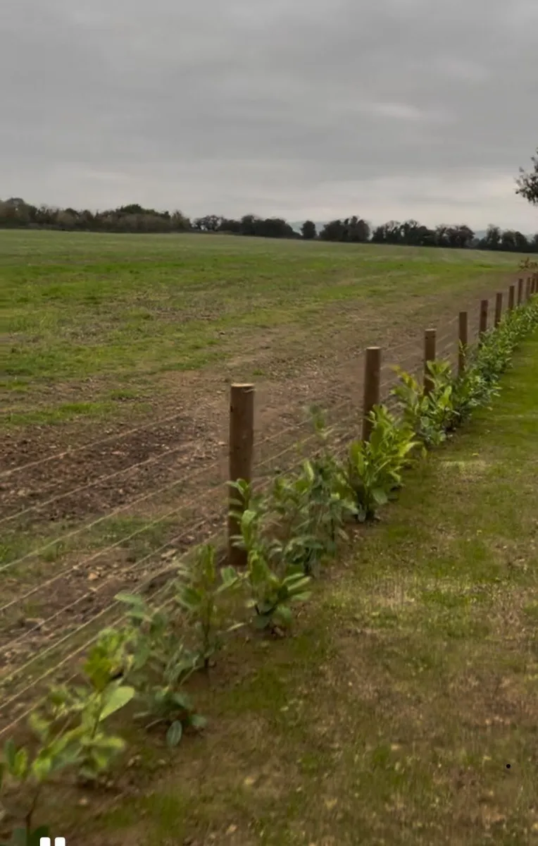 Laurel Hedge 50cm potted
