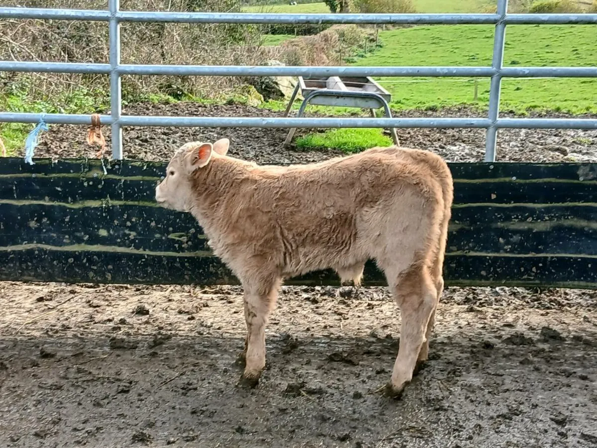 SUPER CH BULL CALF OUT OF SUPER COW - Image 1