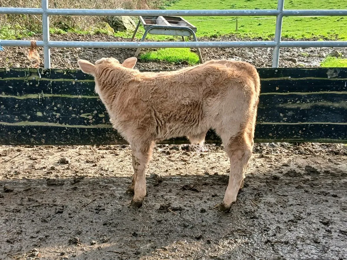 SUPER CH BULL CALF OUT OF SUPER COW - Image 2