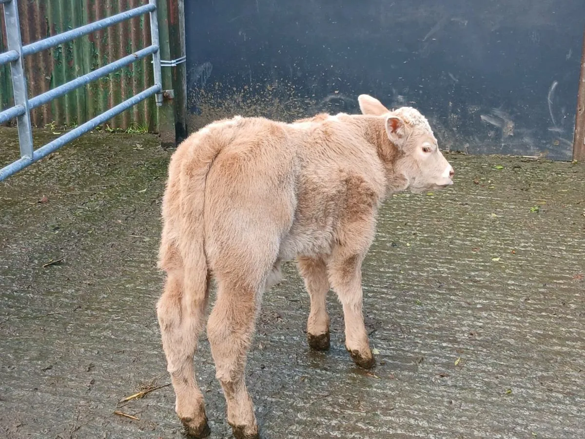 SUPER CH BULL CALF OUT OF SUPER COW - Image 3
