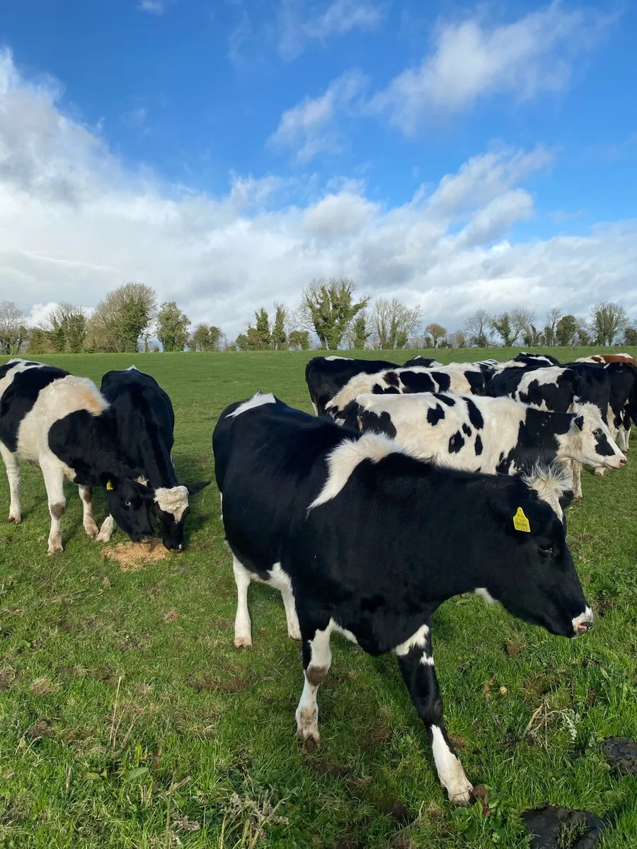 9 friesian mayden hefiers - Image 1