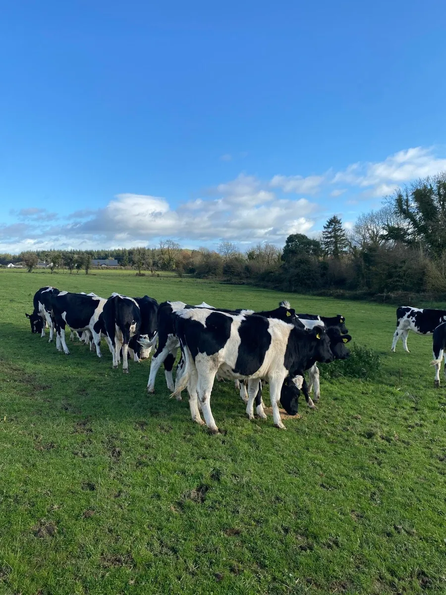 9 friesian mayden hefiers - Image 2