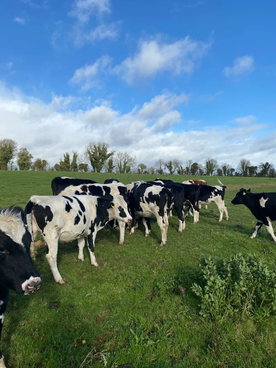 9 friesian mayden hefiers - Image 3