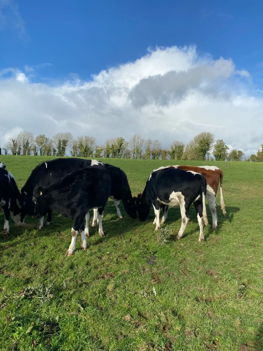 9 friesian mayden hefiers - Image 4