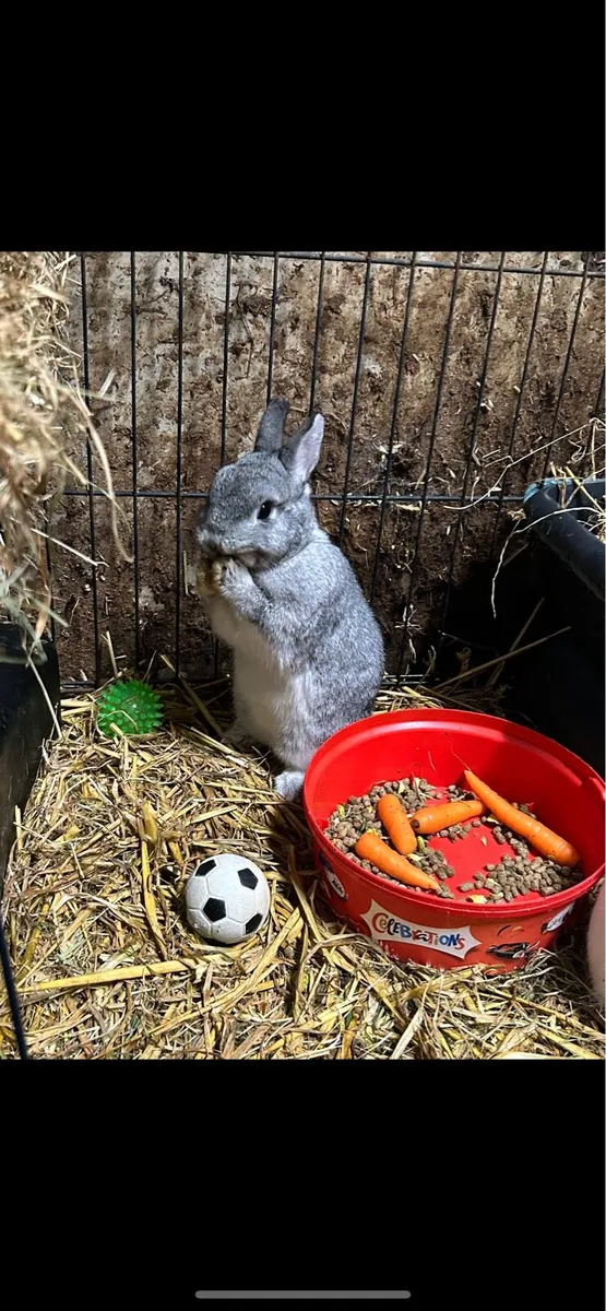 3 dwarf rabbits - Image 1