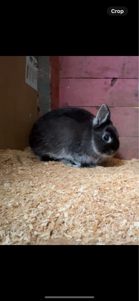 3 dwarf rabbits - Image 3