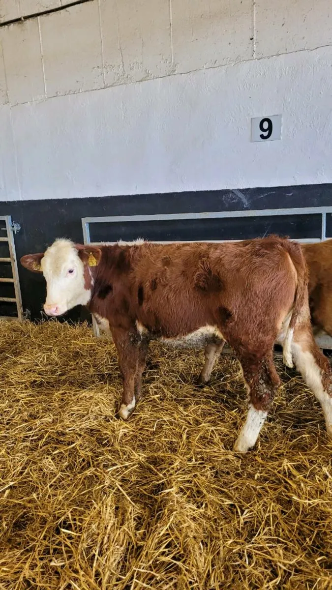 Heifers and bulls - Image 1