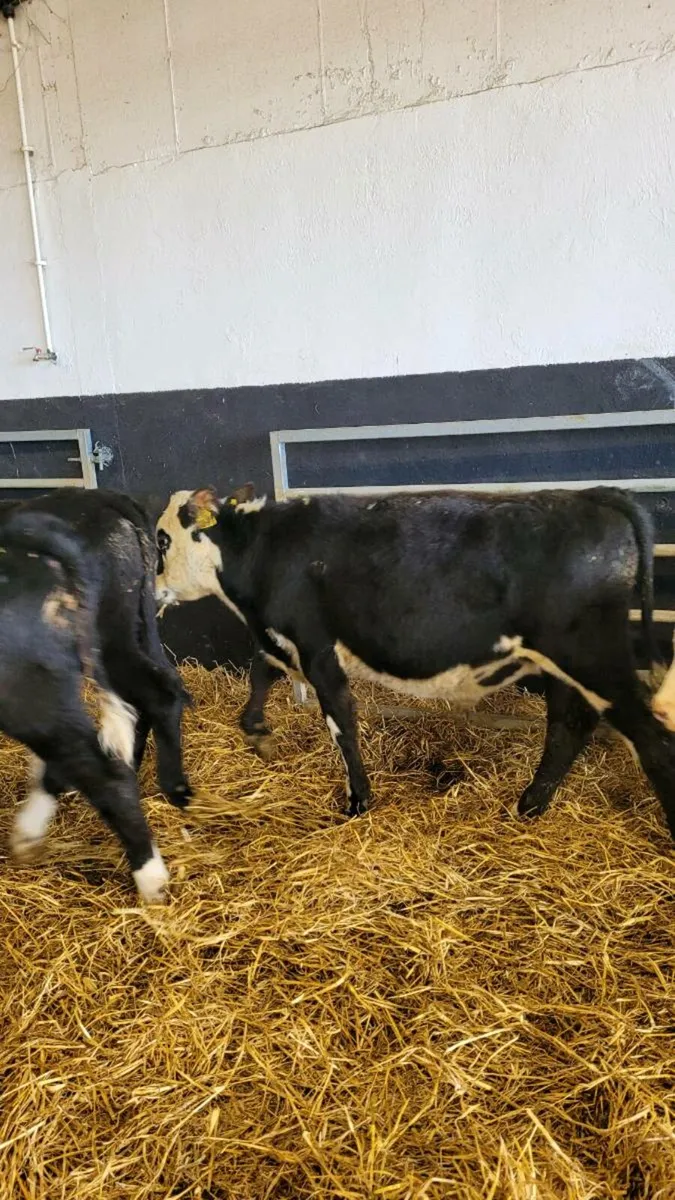 Heifers and bulls - Image 2