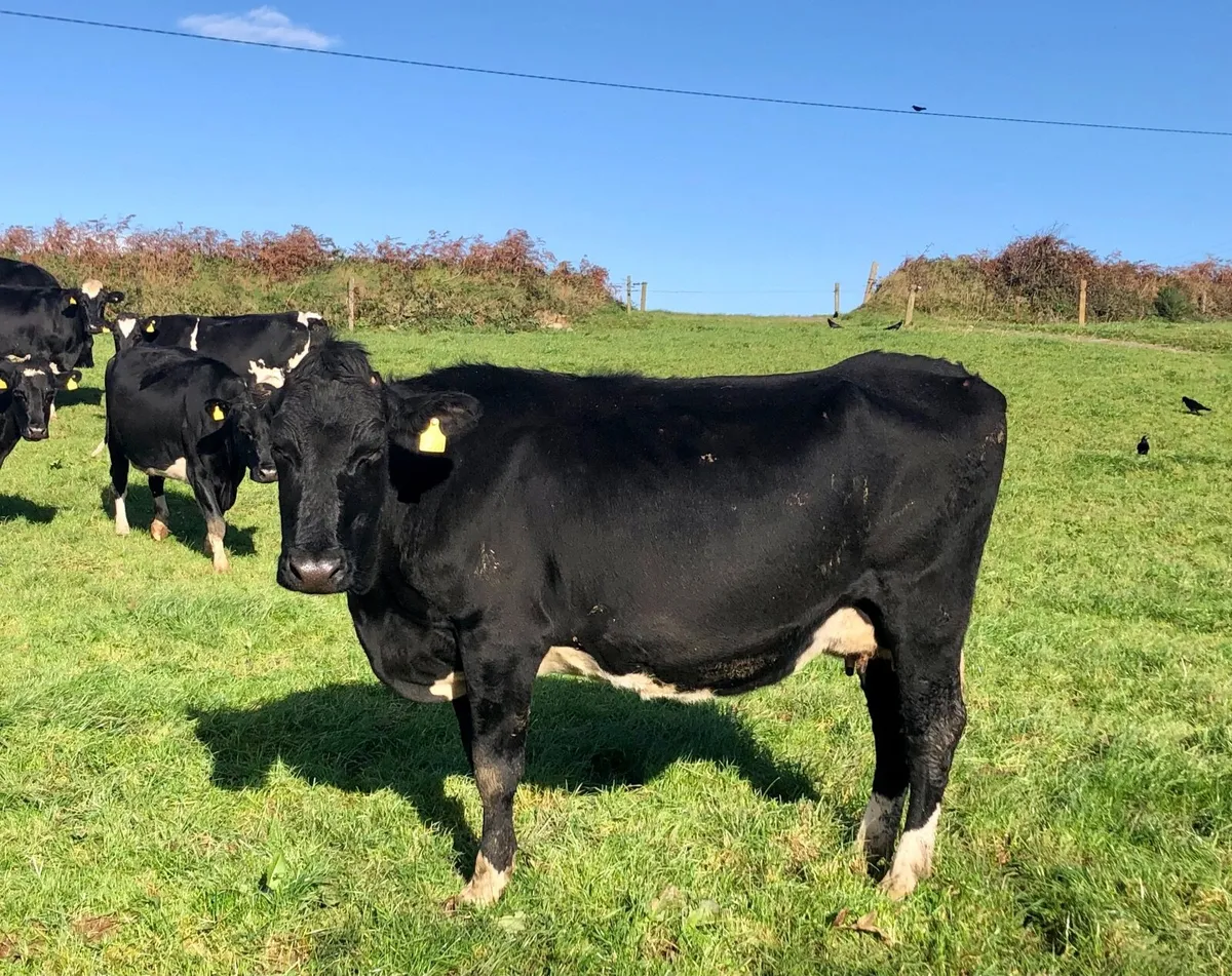 Per Fr Cows empty - Image 1