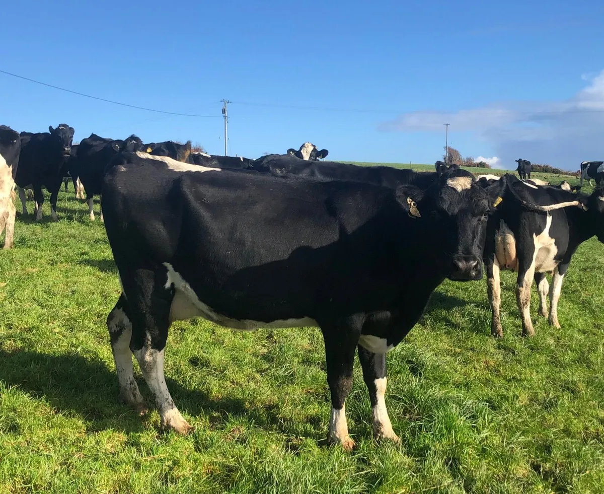 Per Fr Cows empty - Image 2