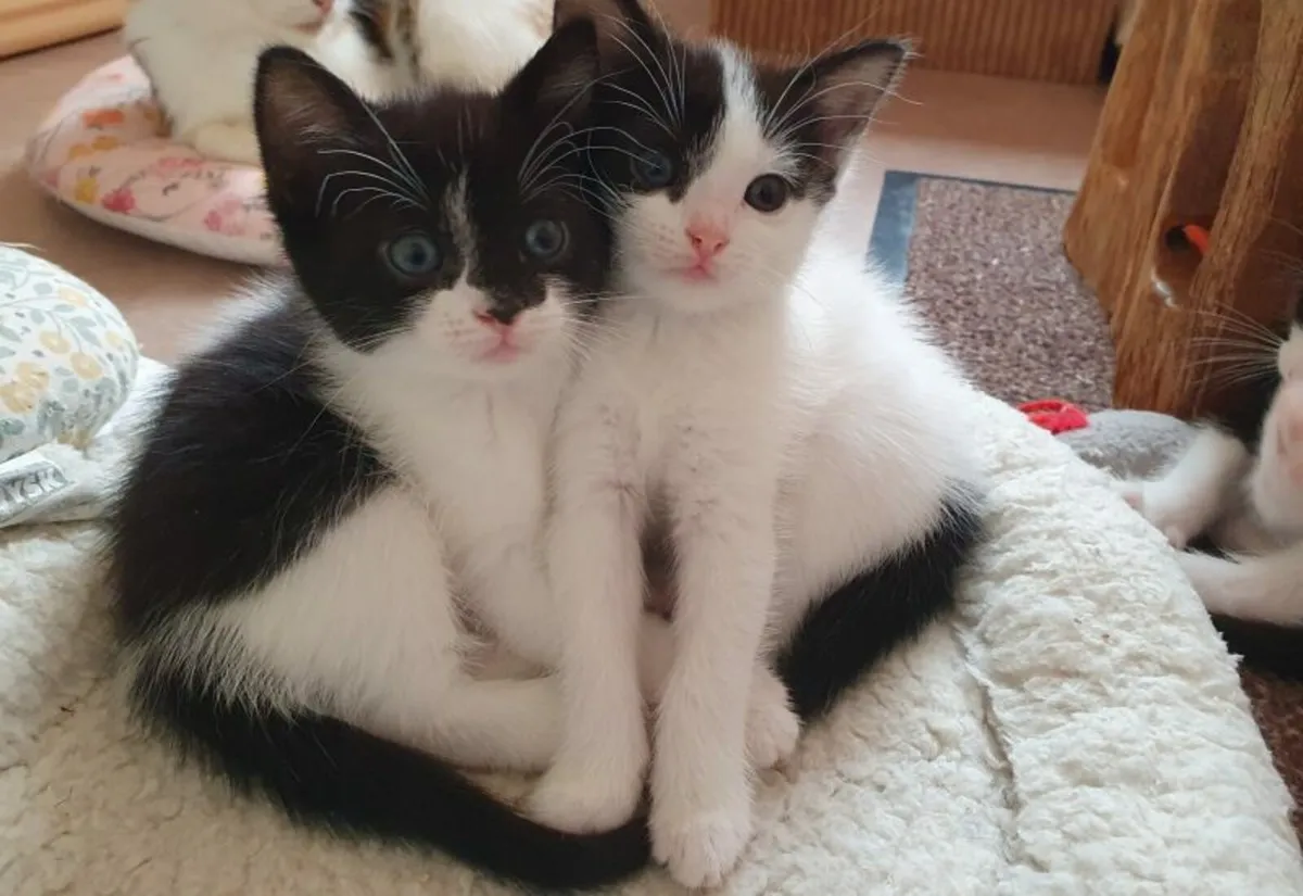 Friendly baby kitten - Image 2