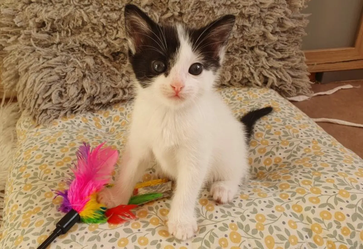 Friendly baby kitten - Image 3