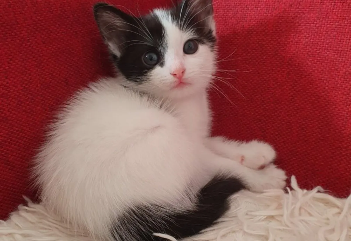 Friendly baby kitten - Image 4