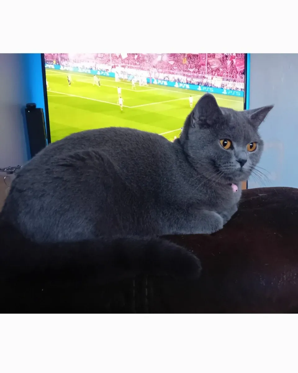 British Shorthair Cats. - Image 1