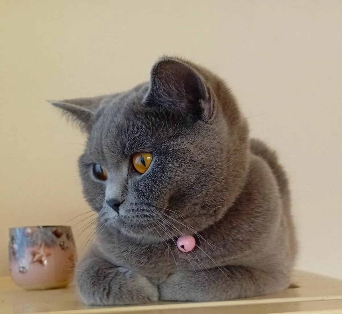 British Shorthair Cats. - Image 2