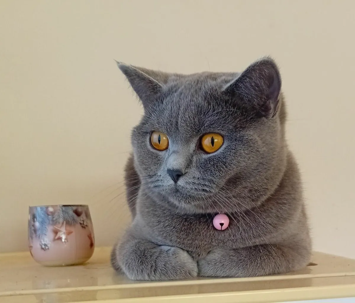 British Shorthair Cats. - Image 3