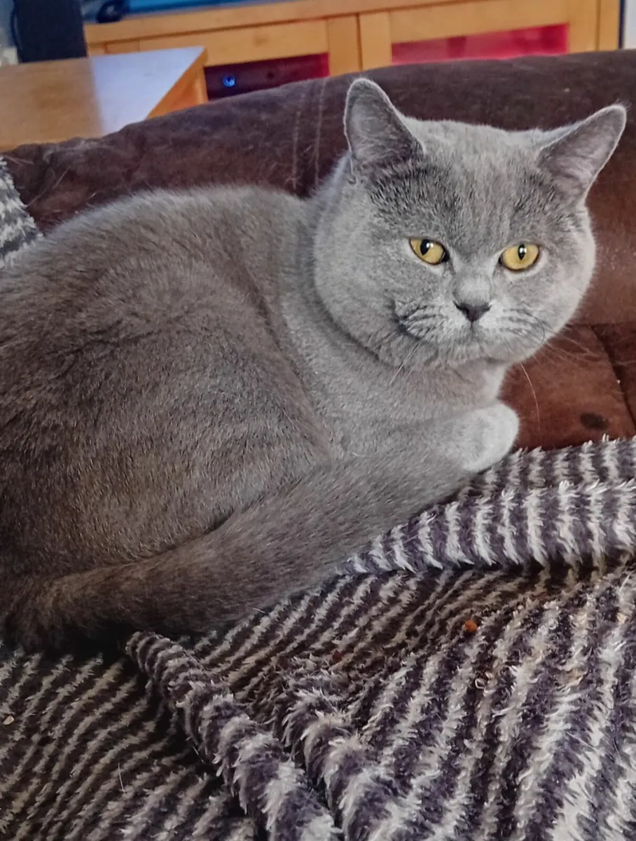British Shorthair Cats. - Image 4