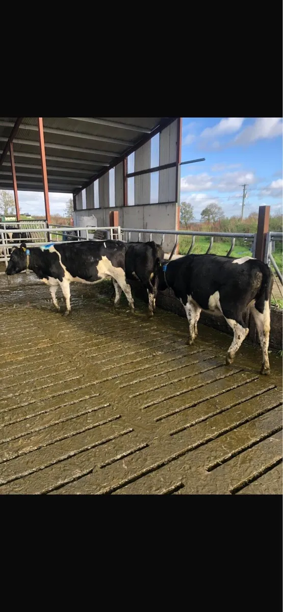 Incalf Dairy Heifers - Image 1