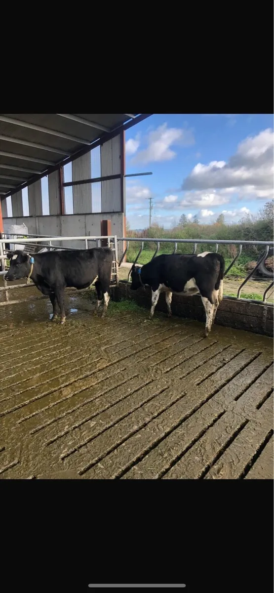 Incalf Dairy Heifers - Image 2